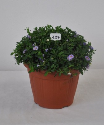 Solanum, Busch 35/80 cm rantonnettii - Enzianstrauch PP-Nr.: IT-07-0526