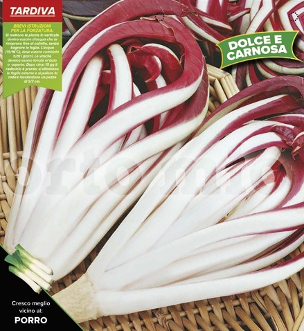 Radicchio, 9er Tasse cm Später Treviso, Sorte Sile PP-Nr.: IT-08-1868