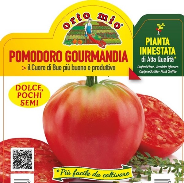 Tomaten veredelt, 14/30 cm klassische Ochsenherztomate, Sorte Gourmandia (F1) PP-Nr.: IT-08-1868
