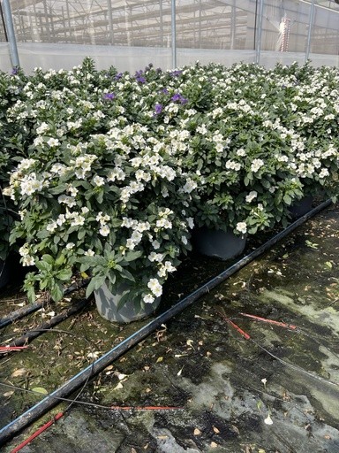 Solanum, Busch 27/60 cm rantonnetii - weiß PP-Nr.: IT-16BT0373