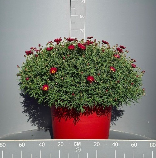 Margeriten, Busch 45/80 cm rot roter Topf PP-Nr.: IT-07-0526