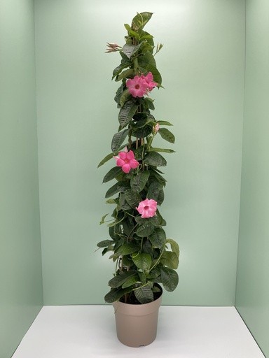 Mandevilla, Pyramide 27/160 cm anmabilis PP-Nr.: IT-16BT0373
