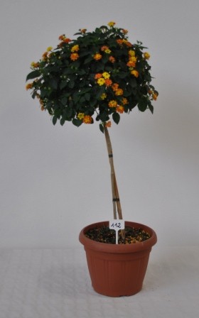 Lantana, Stamm 25/100 cm camara - Wandelröschen PP-Nr.: IT-07-0526