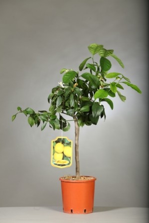 Citrus, Mini-Stamm 17/50 cm Limon - Zitrone PP-Nr.: IT-19-1627