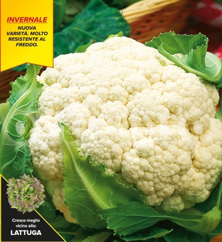 Blumenkohl, 6er Tasse cm Winterblumenkohl, Sorte Meridien (F1) PP-Nr.: IT-08-1868