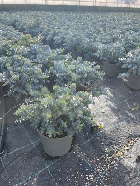 Eucalyptus cinerea, Busch 17/35 cm Silver Dollar' PP-Nr.: IT-16BT0373