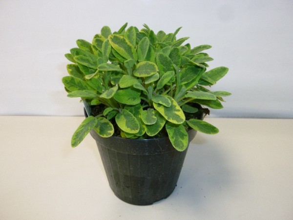 Salbei, Busch 14/20 cm Icterina Gewürze PP-Nr.: IT-07-0526