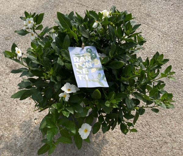 Solanum, Busch 17/40 cm rantonnetii - weiß PP-Nr.: IT-16BT0373