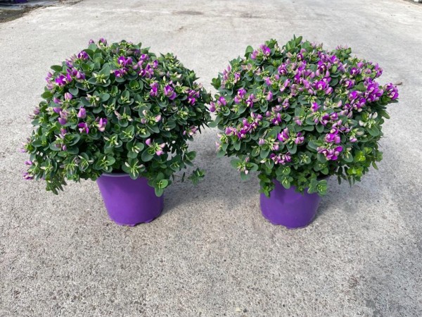 Polygala, Busch 17/40 cm bibi pink PP-Nr.: IT-16-0165