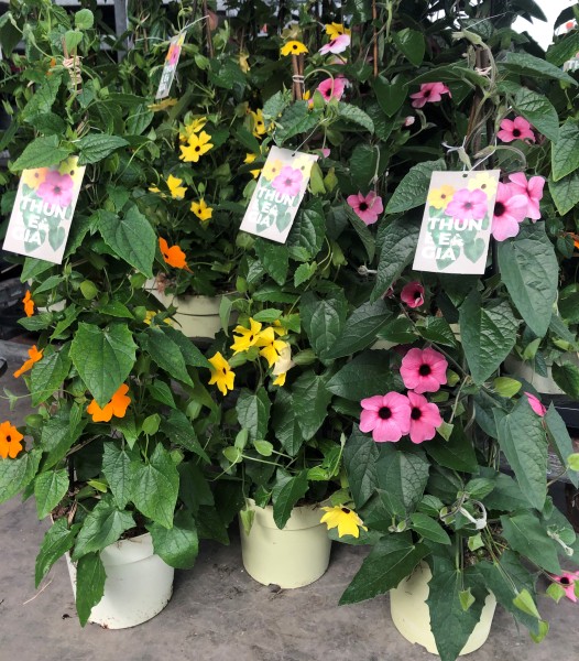 Thunbergia, Pyramide 17/70 cm alata - schwarzäugige Susanne PP-Nr.: IT-16BT0373