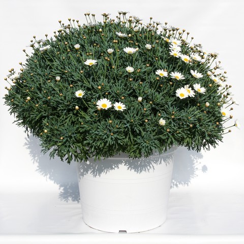 Margeriten, Busch 45/80 cm weiß weißer Topf PP-Nr.: IT-07-0526