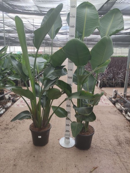 Strelizia Nocolei 3 Pflanzen, Busch 15 LT/160 cm PP-Nr.: ES-17-46/1610