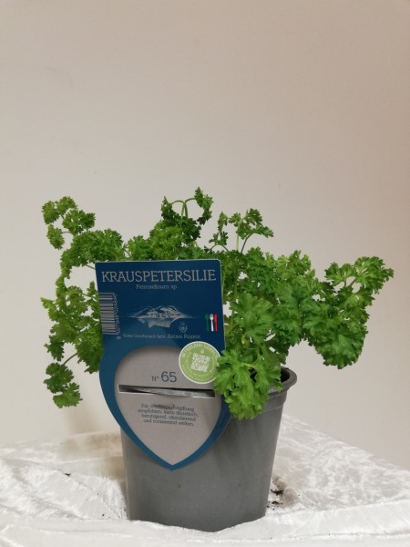 Petersilie , Busch 13/20 cm krause "AROMA RISERVA"® mit DEKO-Stecketikett PP-Nr.: IT-07-0248