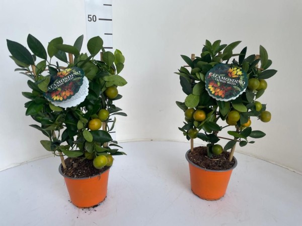 Citrus, Spalier 14/40 cm mitis calamondin PP-Nr.: IT-16-0165