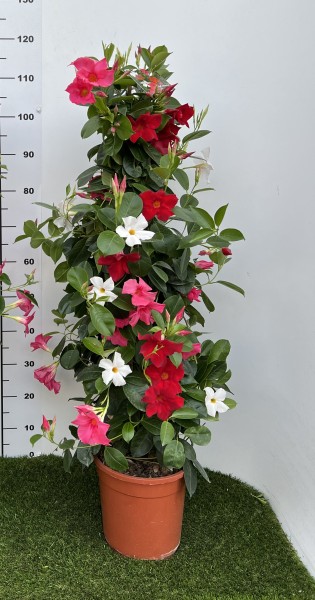 Dipladenia, Pyramide 24/110 cm Sundaville - tricolor (rot/rosa/weiß) PP-Nr.: IT-19-0288