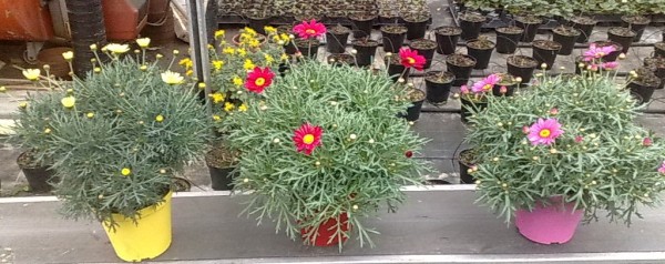 Margeriten, Busch 14/30 cm gemischt Farben rot/rosa/gelb PP-Nr.: IT-07-0526