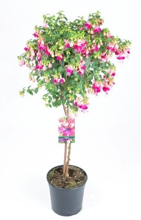 Fuchsia, Stamm 26/100 cm PP-Nr.: IT-07-0526