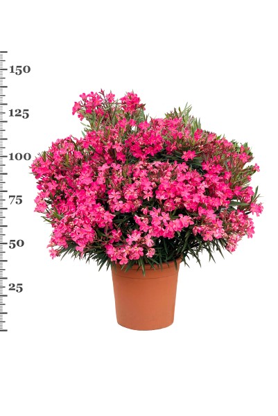 Nerium, Busch 40/140 cm Oleander, gemischte Farben PP-Nr.: IT-19-0867