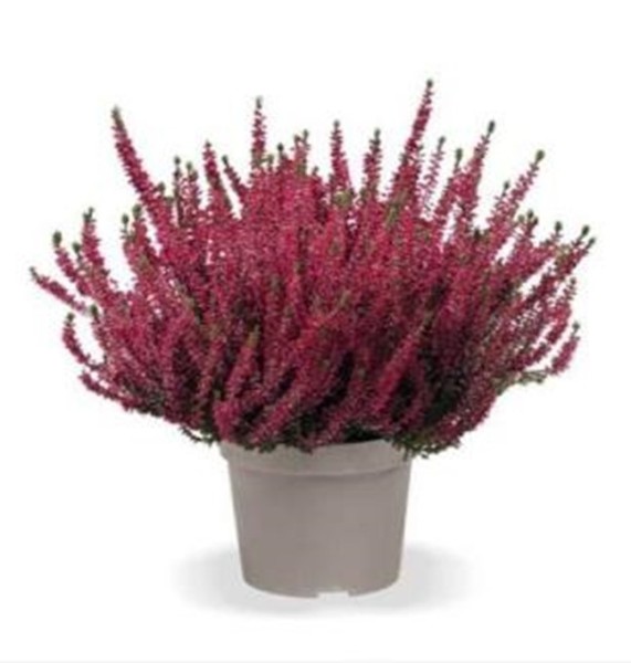 Calluna GG, 21/30 cm Gemischte Farben PP-Nr.: DE-NI-115639