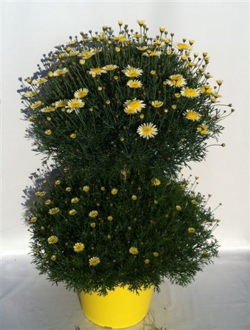 Margeriten, Doppelkrone 35/100 cm gelb gelber Topf PP-Nr.: IT-07-0526