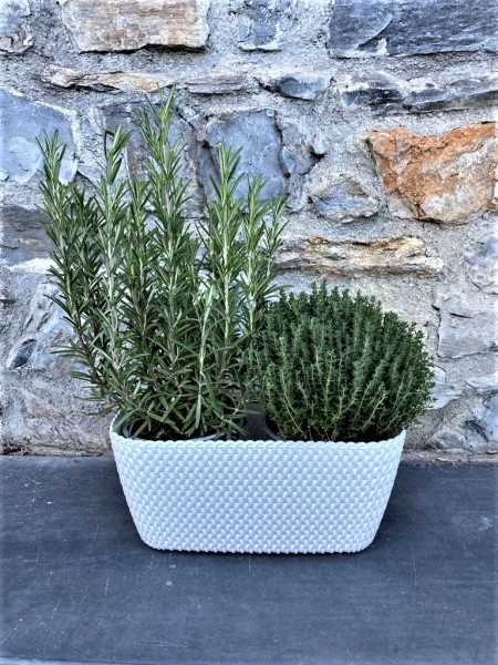 Kräutermix, Busch 14 cm 2er im Kasten "Total White" Rosmarin - Thymian - Salbei - Lavendel - Ore