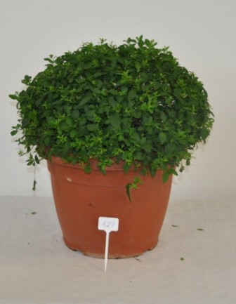 Solanum, Busch 45/80 cm rantonnettii - Enzianstrauch PP-Nr.: IT-07-0526