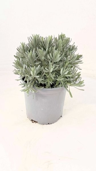 Lavendel, Busch 18/40 cm officinalis Gewürze PP-Nr.: IT-07-0526