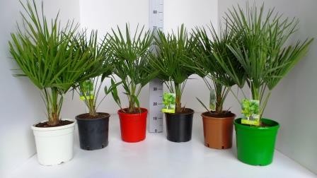 Chamaerops, Busch 14/35 cm excelsa (Trachycarpus fortuneii) färbiger Topf PP-Nr.: IT-19-0066