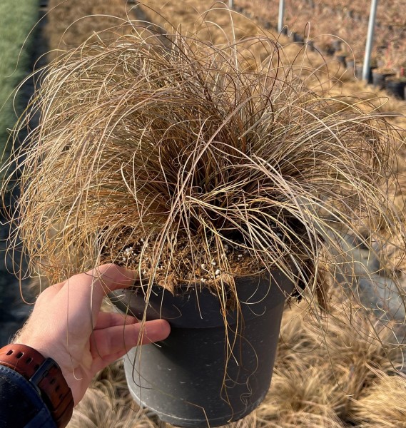 Gräser, Busch 21/50 cm Carex comans "Bronze Form" PP-Nr.: IT-16BT0373