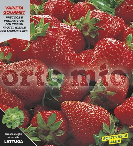 Erdbeeren Früherdbeere, glänzend, Sorte Sandra, 6er Tasse PP-Nr.: IT-08-1868