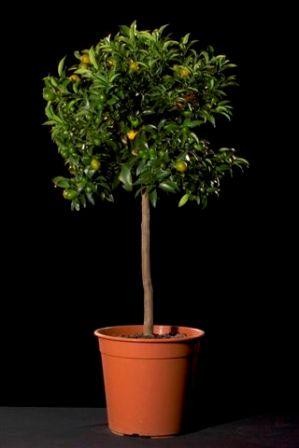 Citrus, Stamm 28/130 cm Mix PP-Nr.: IT-19-1880