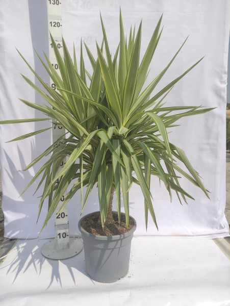Yucca Jewel, Stamm 10 LT/90 cm PP-Nr.: ES-17-46/1610