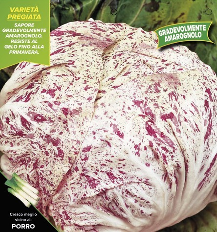 Radicchio, 9er Tasse cm Später gesprenkelter Cioggia, Sorte Marina PP-Nr.: IT-08-1868