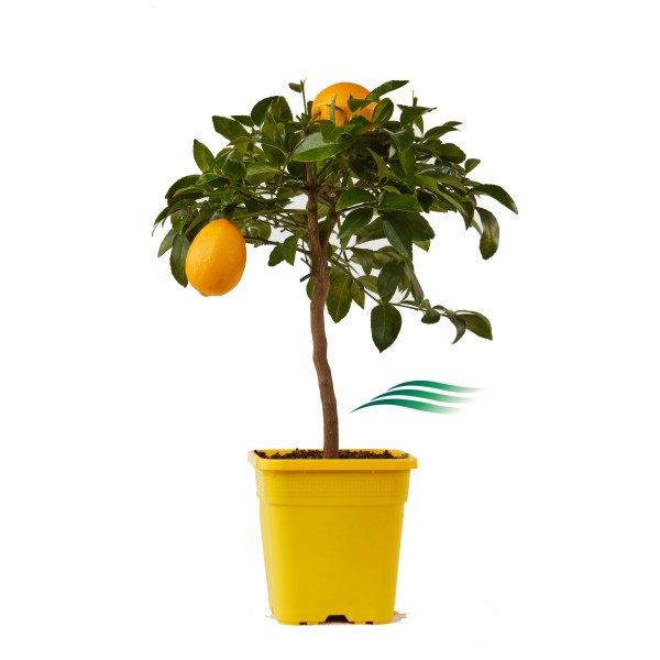 Citrus, Stamm 19x19/75 cm Limon Meyer PP-Nr.: IT-19-1627