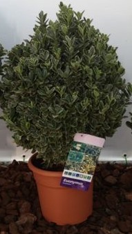 Euonymus, Busch 21/55 cm japonica - Albomarginata PP-Nr.: ES-17-46/1519