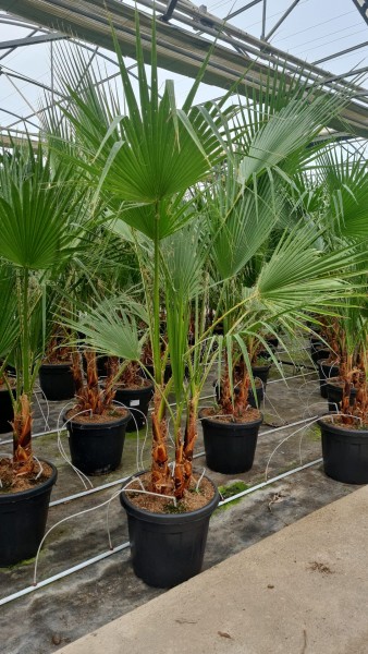 Washingtonia Robusta Gruppe, Stamm 10 LT/90 cm PP-Nr.: ES-17-46/1610