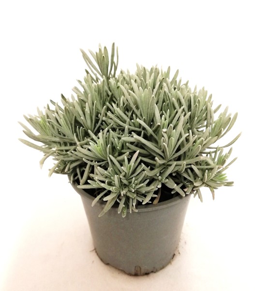 Lavendel, Busch 14/20 cm officinalis Gewürze PP-Nr.: IT-07-0526