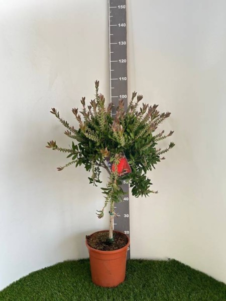 Callistemon, Stamm 24/120 cm Splendens PP-Nr.: IT-19-0282