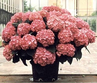 Hydrangea, Busch 35/70 cm macrophilla - Hortensie PP-Nr.: IT-07-0526