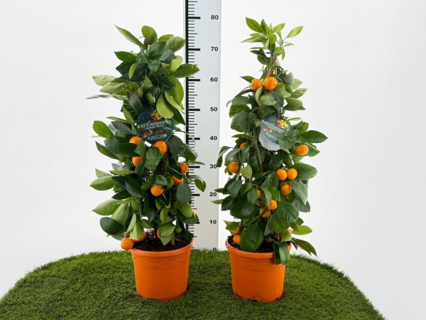 Citrus, Pyramide 19/65 cm mitis calamondin PP-Nr.: IT-16-0165