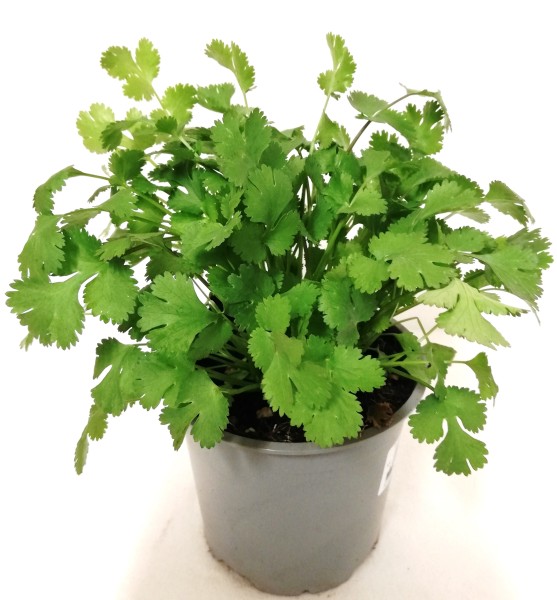 Koriander, Busch 14/20 cm Gewürze PP-Nr.: IT-07-0526