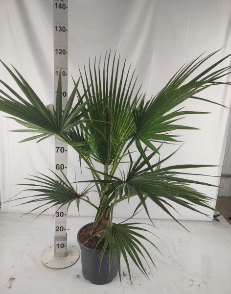 Washingtonia Robusta 1 Pflanze, Stamm 10 LT/100 cm PP-Nr.: ES-17-46/1610