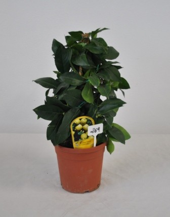 Citrus, Pyramide 18/55 cm Mix (Zitrone, Kumquat, Calamondin) PP-Nr.: IT-19-1880