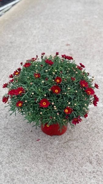 Margeriten, Busch 18/50 cm rot PP-Nr.: IT-07-0526