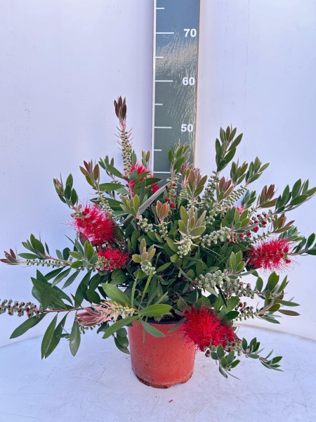 Callistemon, Busch 17/30 cm Splendens PP-Nr.: IT-19-0282
