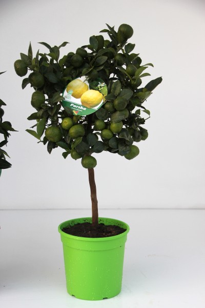 Citrus, Mini-Stamm 22/80 cm Purscha PP-Nr.: IT-19-1627