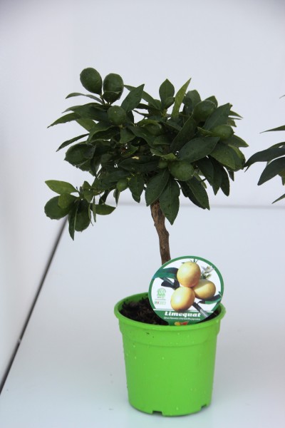 Citrus, Mini-Stamm 15/40 cm Limequat PP-Nr.: IT-19-1627
