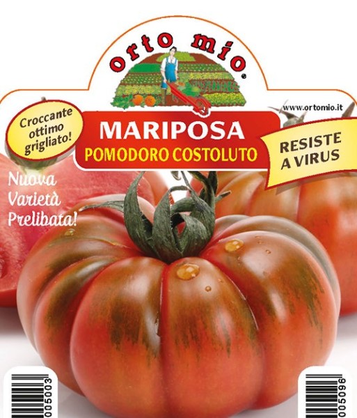 Tomaten Fleischtomate, Sorte Maryposa (F1), 10/20 cm resistent gegen TSWV-Virus PP-Nr.: IT-08-186