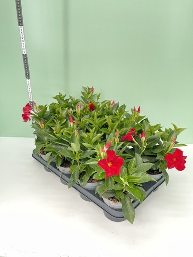 Dipladenia, Busch 12/30 cm ROT PP-Nr.: IT-16BT0373