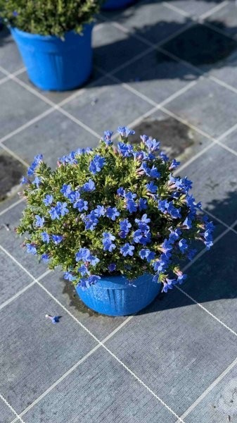 Lithodora, Busch 14/30 cm "Steinsame" PP-Nr.: IT-07-0526